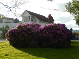 Haus in Floro - Casa en Floro - House in Floro